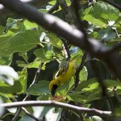 Ploceus cucullatus spilonotus