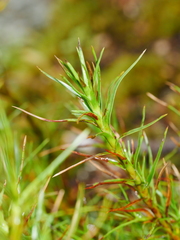 Dracophyllum longifolium