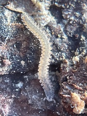 Gosodesmus claremontus