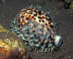 Cypraea tigris