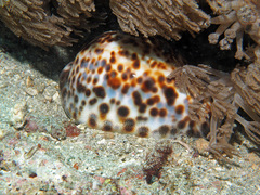 Cypraea tigris