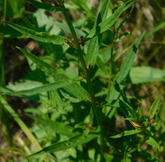 Lythrum virgatum