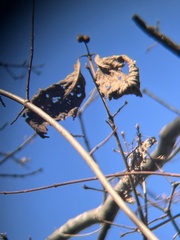 Disholcaspis quercusglobulus