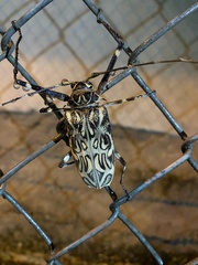 Acrocinus longimanus