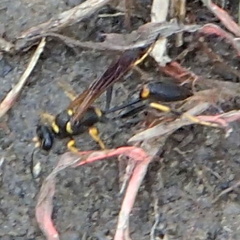 Sceliphron caementarium