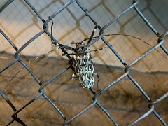 Acrocinus longimanus