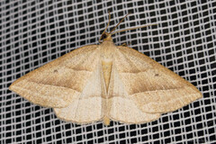 Petrophora chlorosata