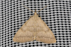 Pechipogo strigilata