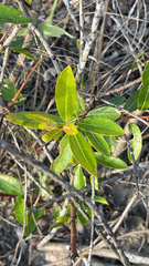 Stillingia sylvatica