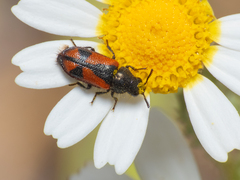 Arthrobrachus nigromaculatus