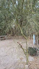 Parkinsonia aculeata