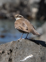 Cinclodes patagonicus