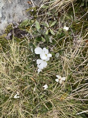 Ourisia
