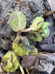 Lysimachia nummularia