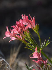 Alstroemeria ligtu ligtu