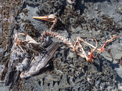 Poikilocarbo gaimardi