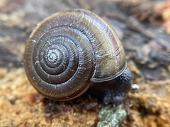 Helminthoglypta dupetithouarsi