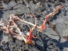 Poikilocarbo gaimardi