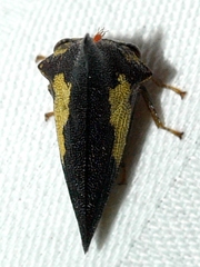 Thelia bimaculata