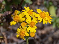 Senecio nigrescens