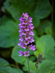 Francoa appendiculata