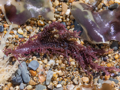 Chondracanthus chamissoi