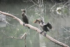 Nannopterum brasilianum