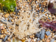 Chondracanthus chamissoi