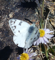 Pontia occidentalis