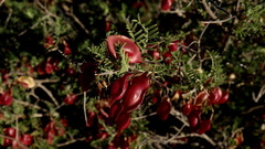 Lessertia spinescens