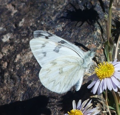 Pontia occidentalis