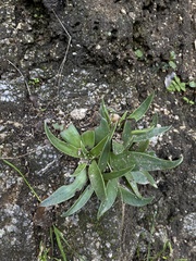 Dudleya lanceolata