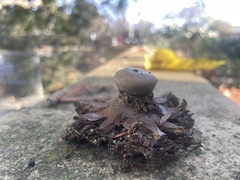Astraeus hygrometricus