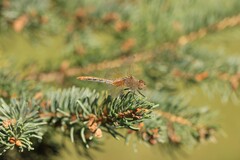 Sympetrum