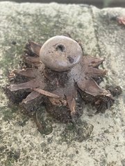 Astraeus hygrometricus