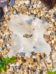 Sarcothalia crispata