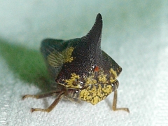 Thelia bimaculata