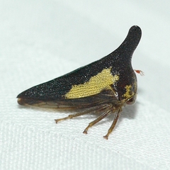Thelia bimaculata