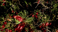 Lessertia spinescens