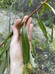 Salix laevigata