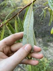 Salix laevigata