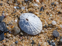 Fissurella costata