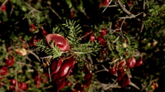 Lessertia spinescens