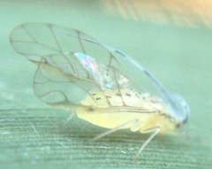 Takecallis arundinariae