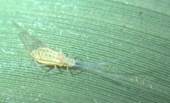 Takecallis arundinariae