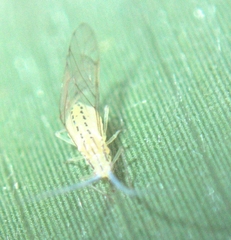 Takecallis arundinariae