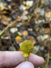 Helenium puberulum