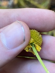 Helenium puberulum