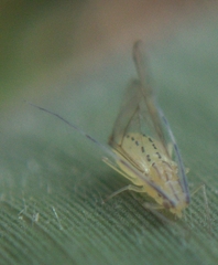 Takecallis arundinariae