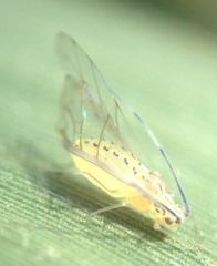 Takecallis arundinariae